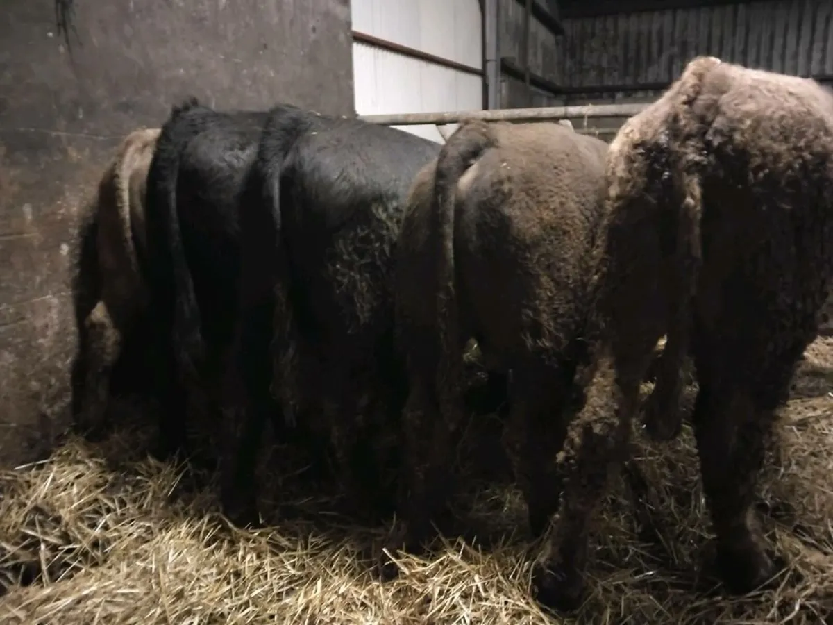 5 Suckler Bred Angus Bull Weanlings - Image 3