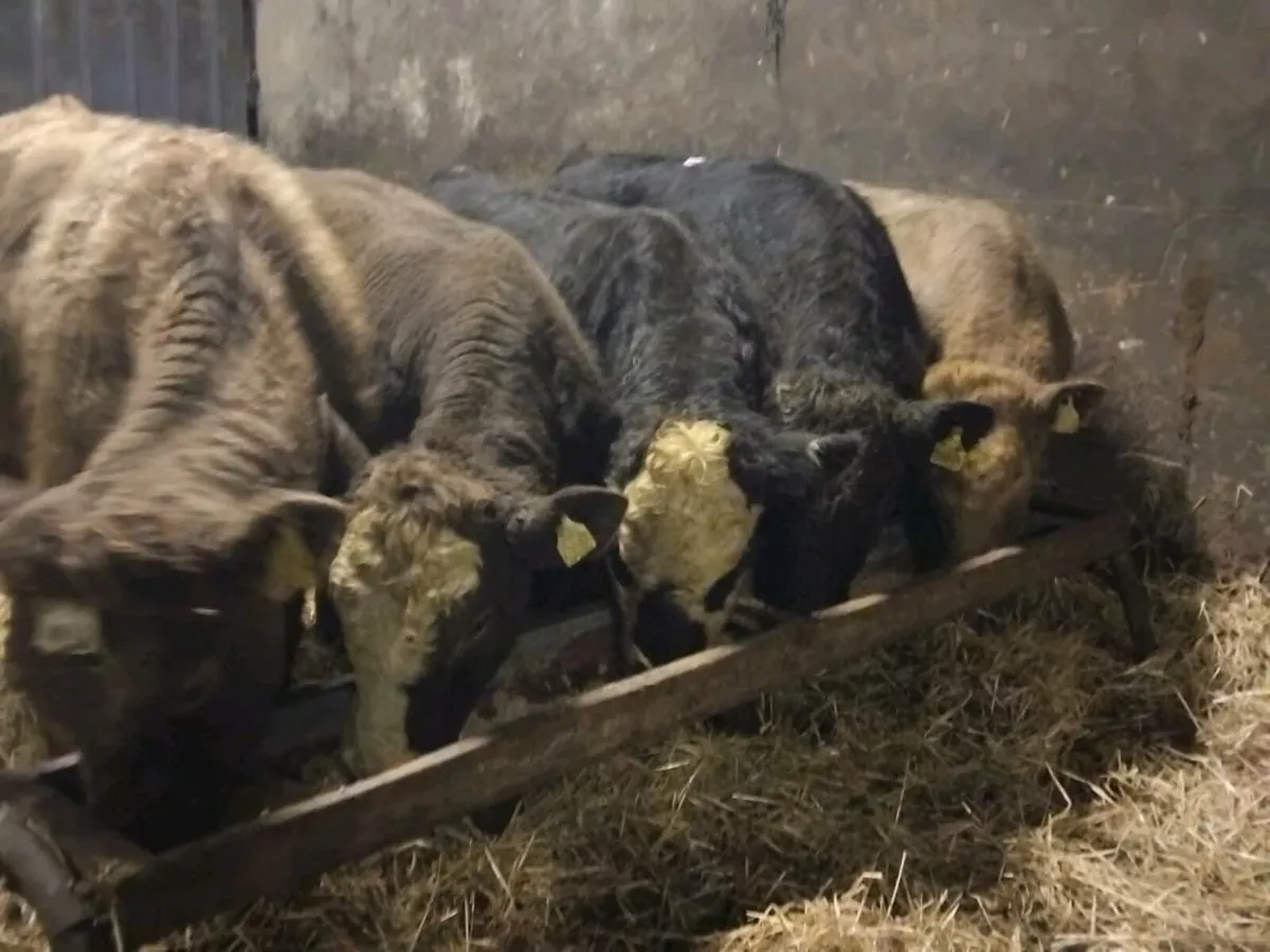 5 Suckler Bred Angus Bull Weanlings - Image 4