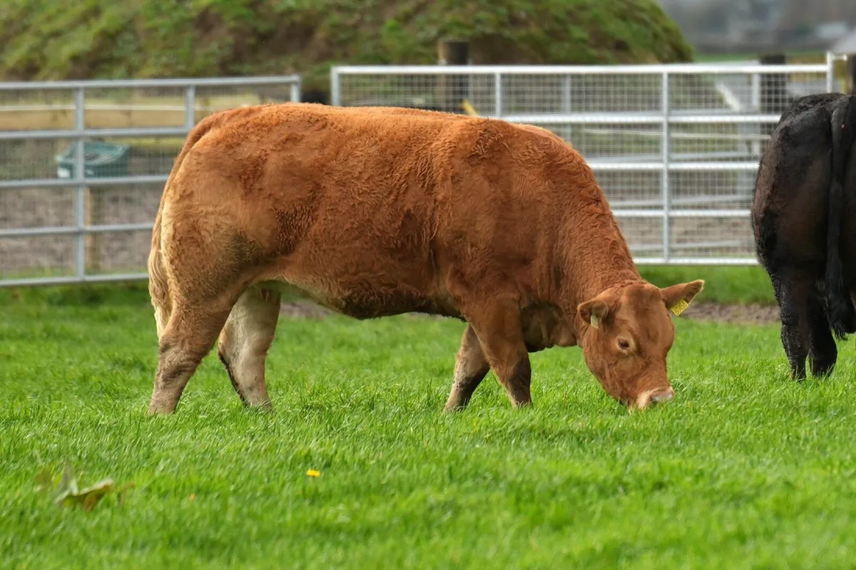 In calf heifer sale - Image 2