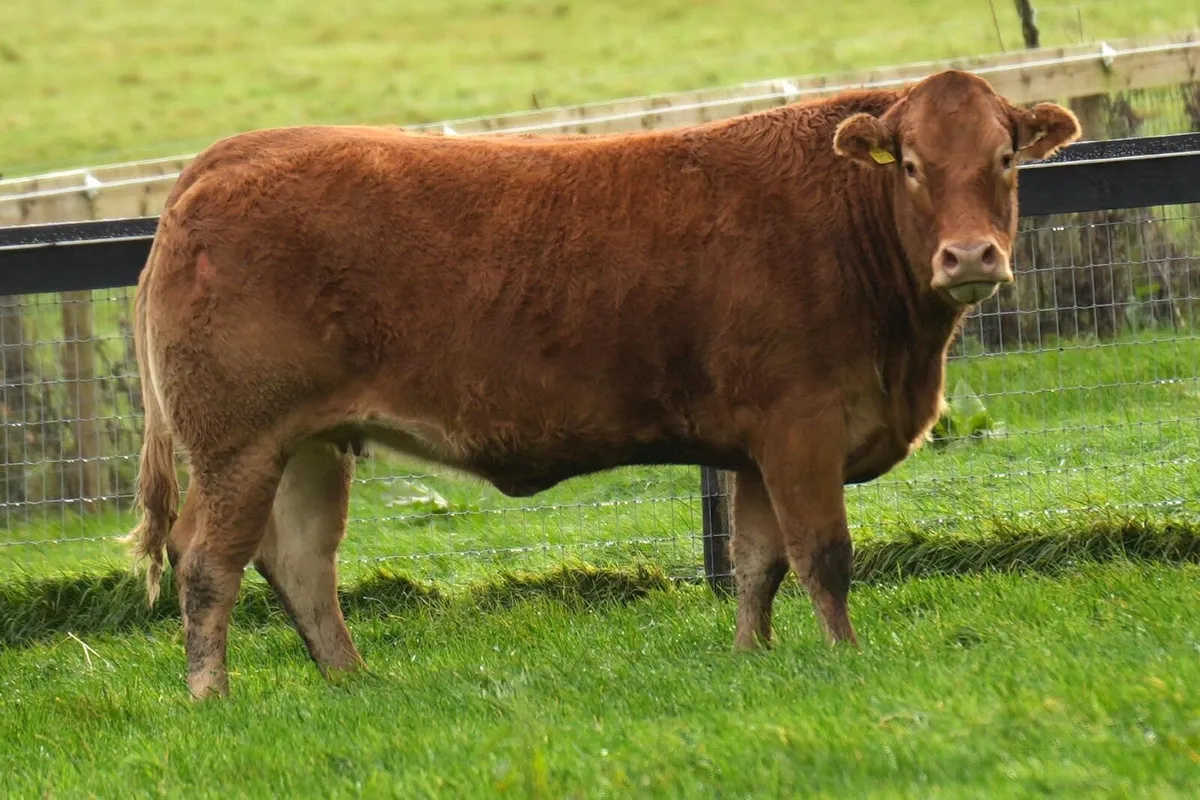 In calf heifer sale - Image 3
