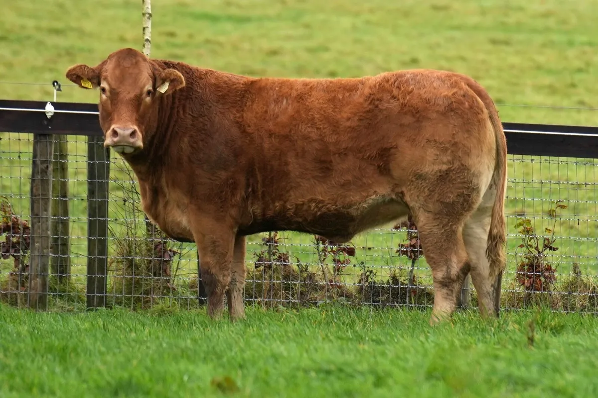 In calf heifer sale - Image 4