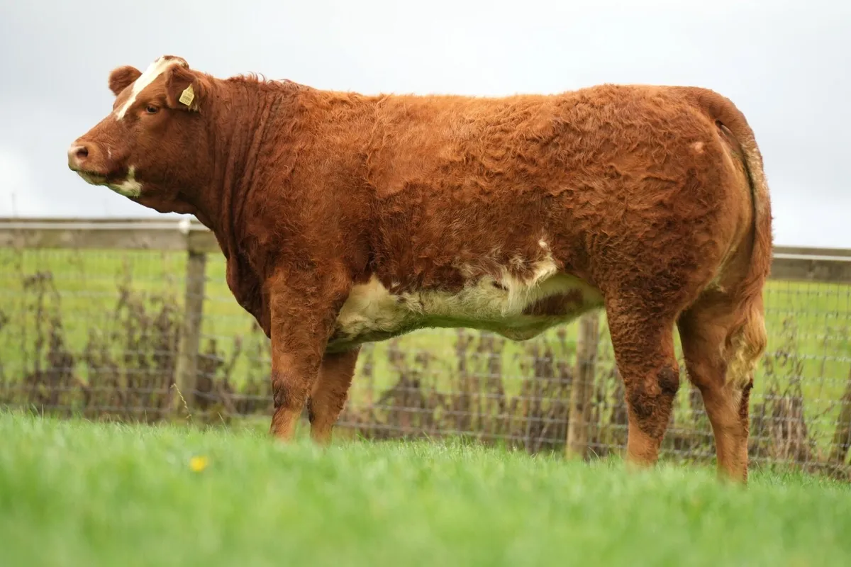 In calf heifer sale - Image 1