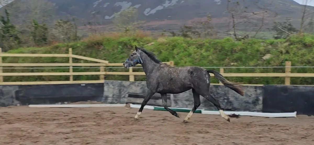 3 Year old ISH Gelding - Image 3