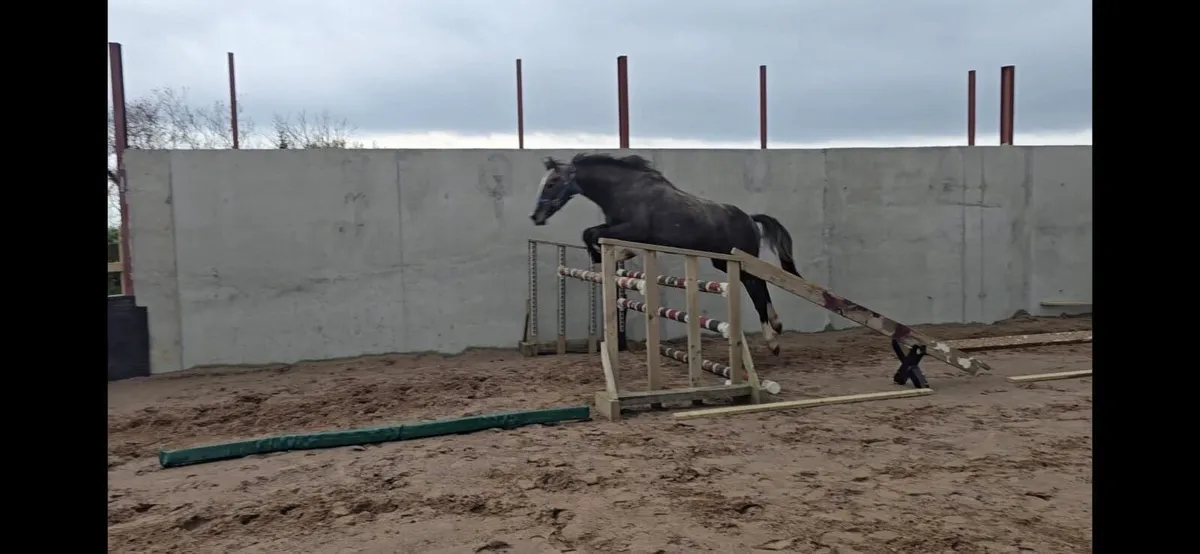 3 Year old ISH Gelding - Image 4