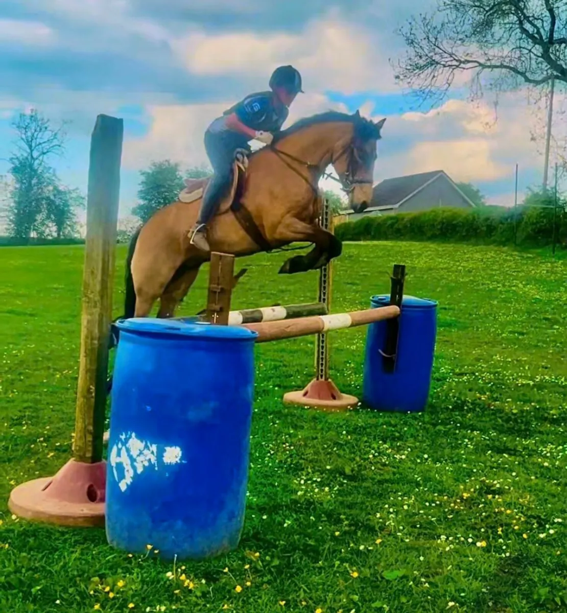 Connemara Filly 138cm - Image 1