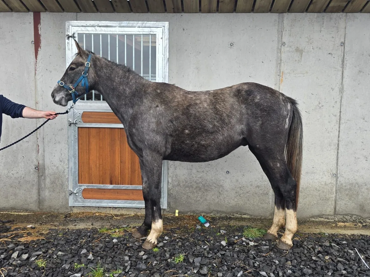 3 Year old ISH Gelding - Image 1