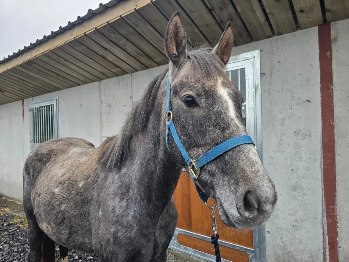 3 Year old ISH Gelding - Image 2
