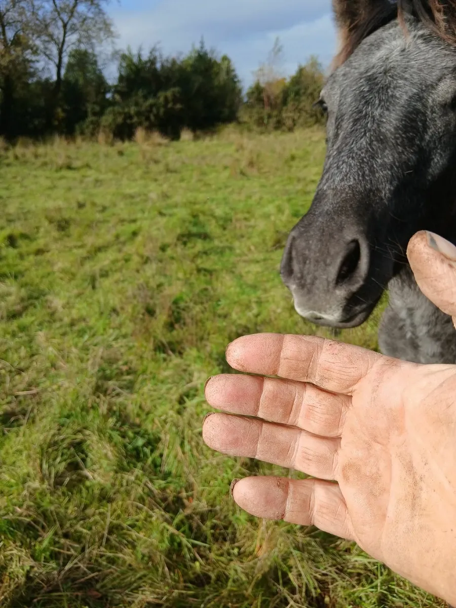 Connemara Pony Foal - Image 3