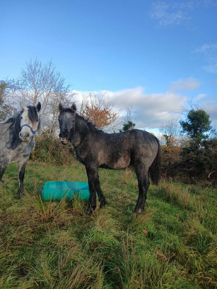 Connemara Pony Foal - Image 4