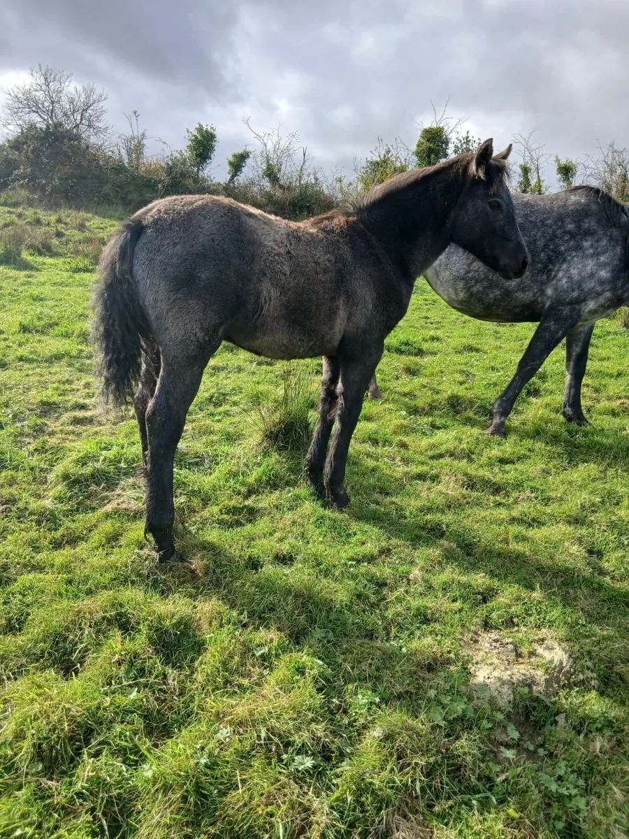 Connemara Pony Foal - Image 2