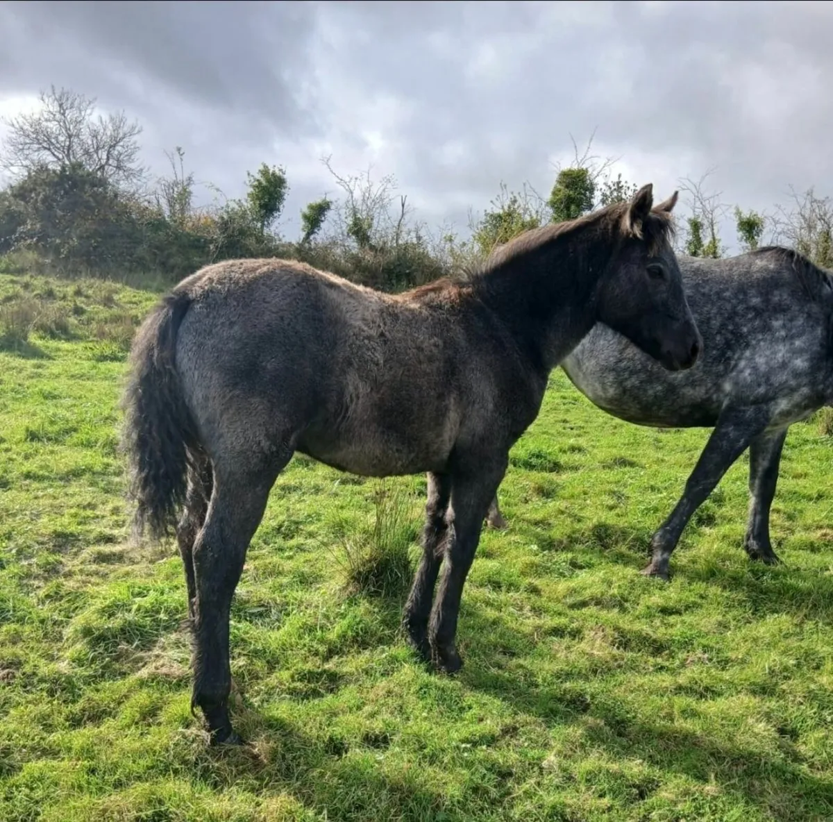 Connemara Pony Foal - Image 1