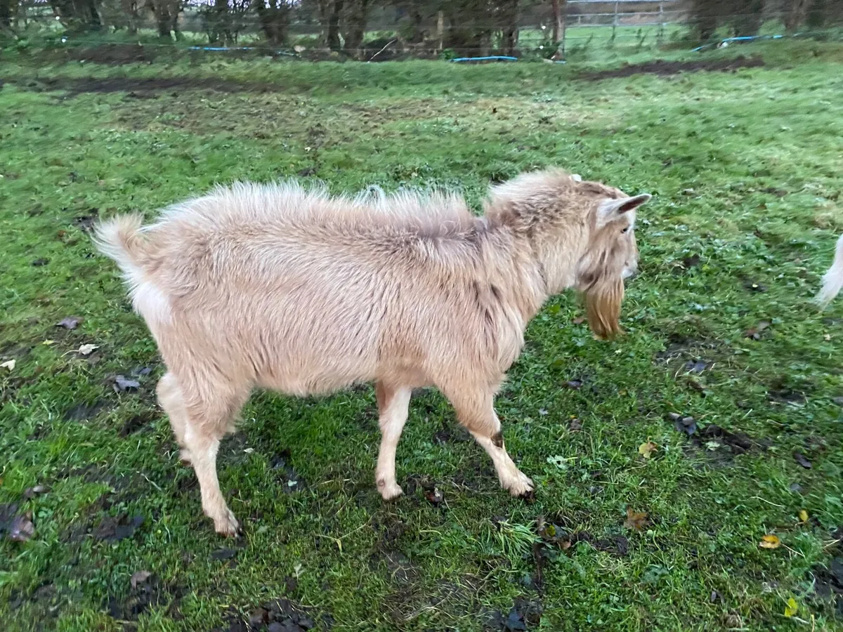 toggenburg male Billy Buck polly goat 2years old - Image 3