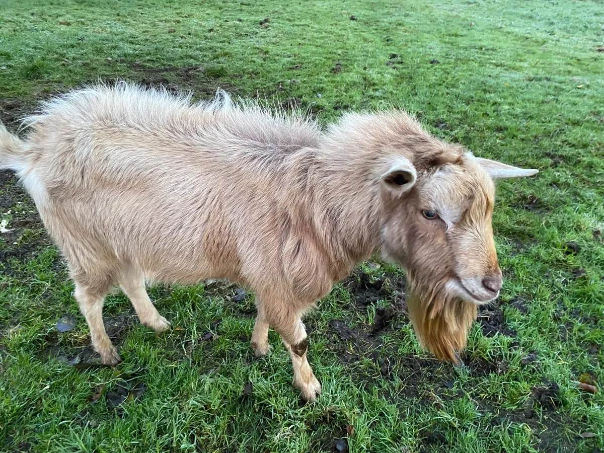 toggenburg male Billy Buck polly goat 2years old - Image 1