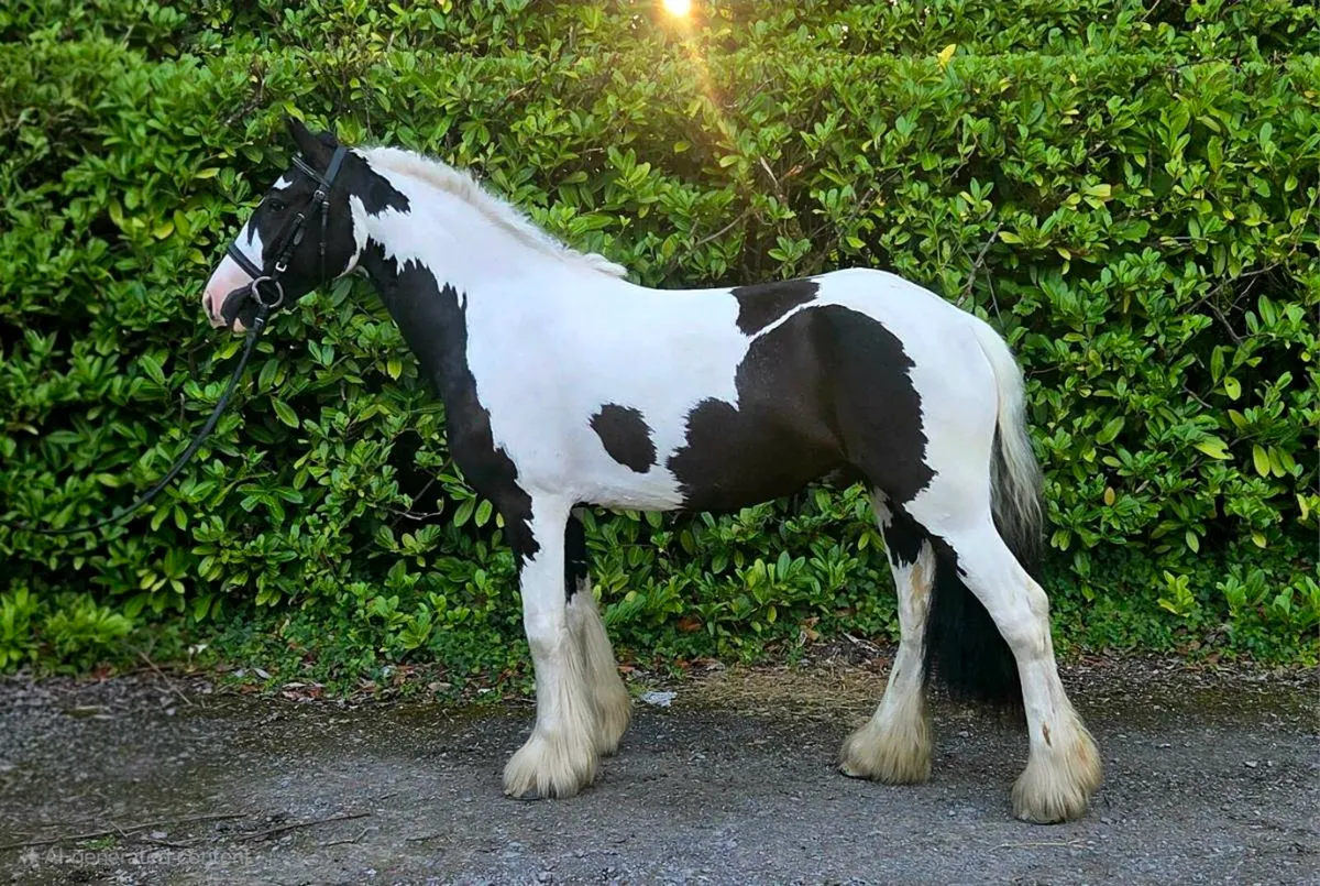 14h2 Piebald Gelding Rising 5 - Image 1