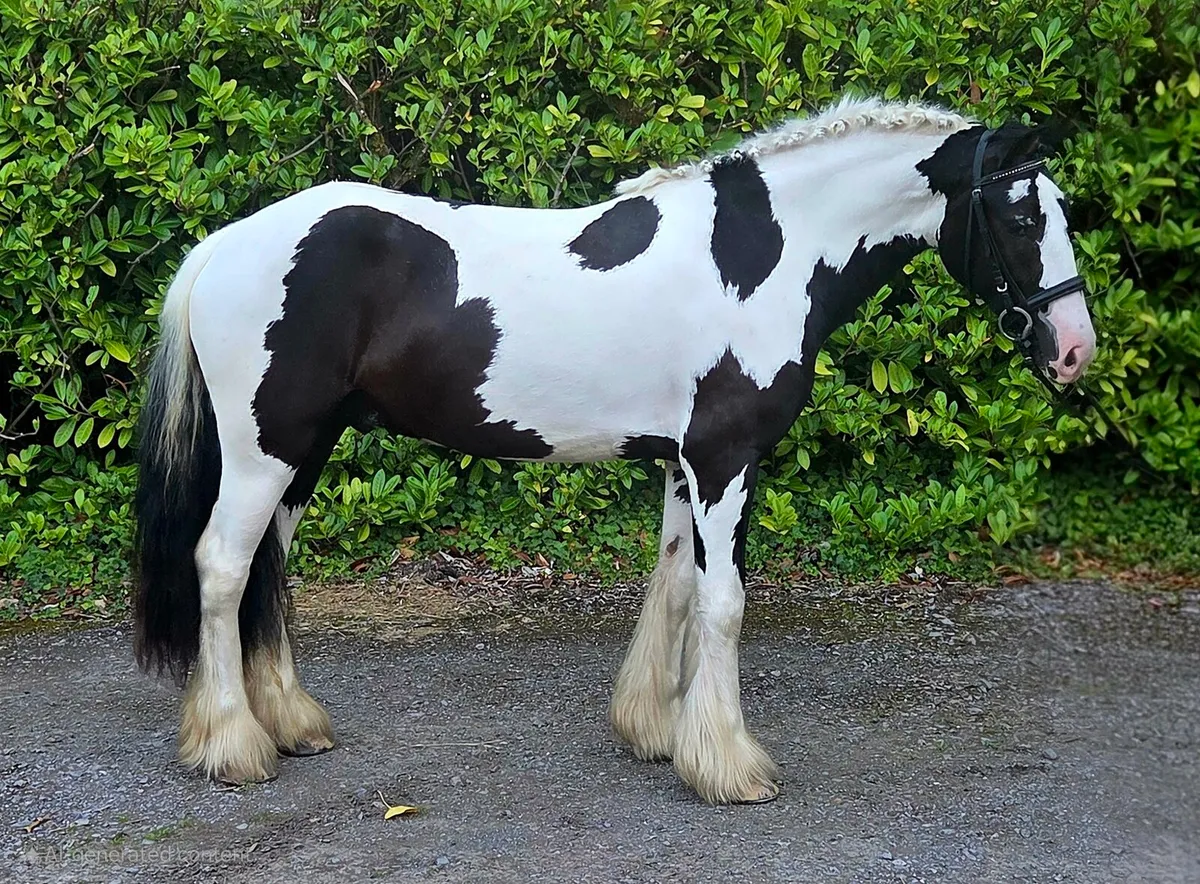 14h2 Piebald Gelding Rising 5 - Image 2