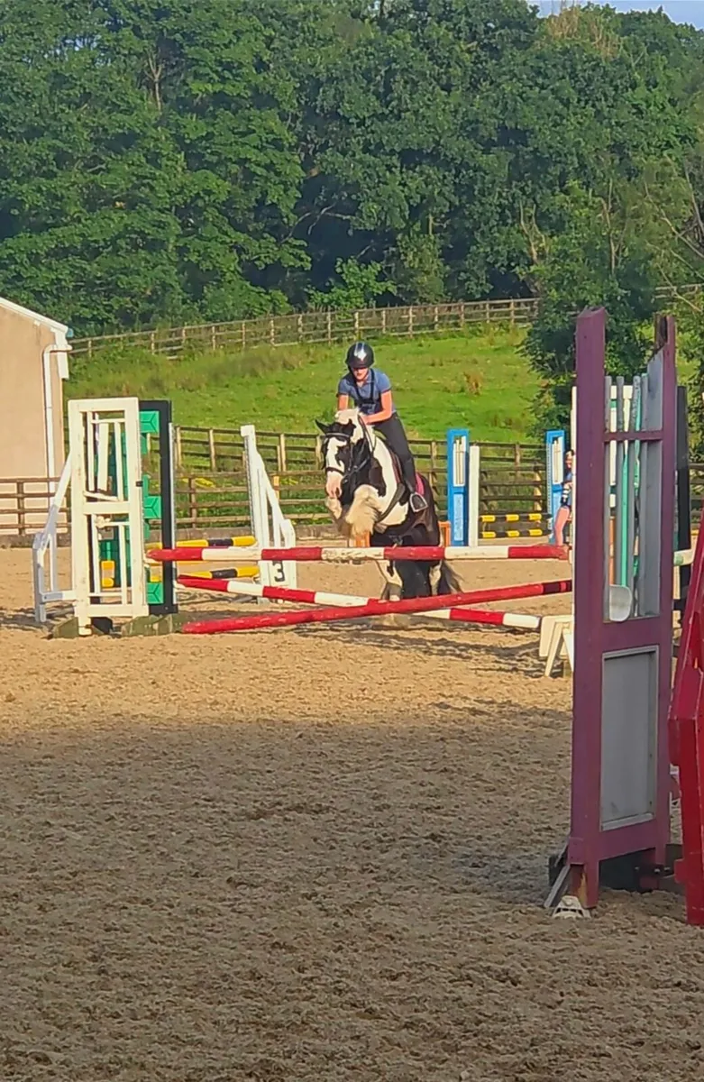 14h2 Piebald Gelding Rising 5 - Image 3