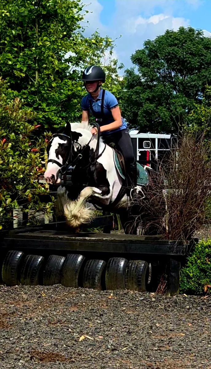 14h2 Piebald Gelding Rising 5 - Image 4