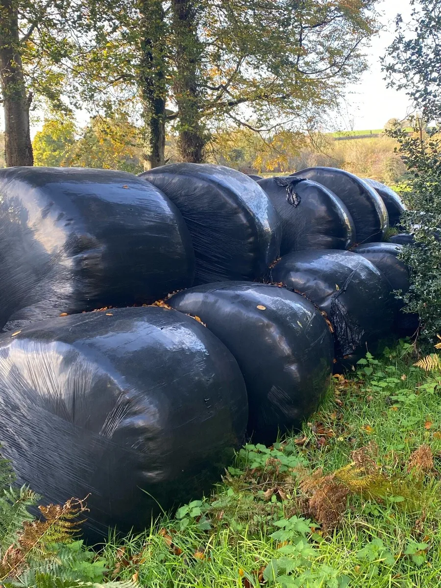 37 silage bales - Image 2