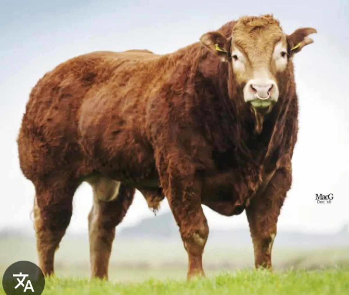 Top class pedigree limousin embryos - Image 1