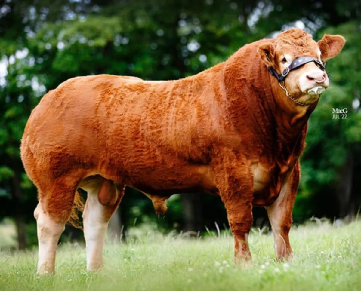 Top class pedigree limousin embryos - Image 3