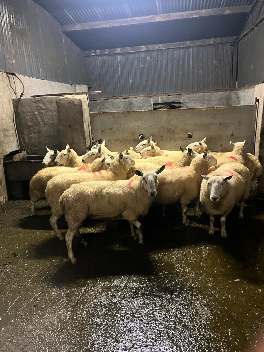 💥15 Cheviot breeding ewes 💥 - Image 1