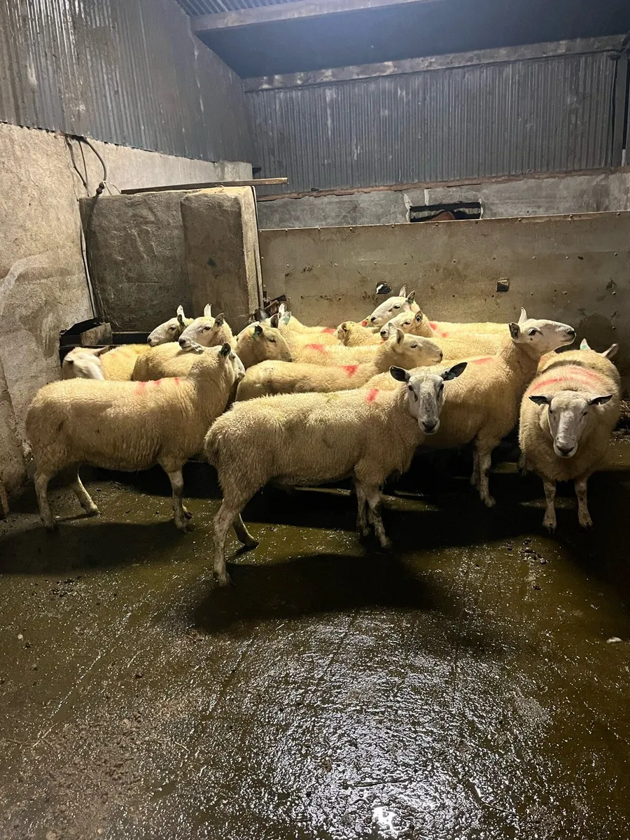 💥15 Cheviot breeding ewes 💥 - Image 2