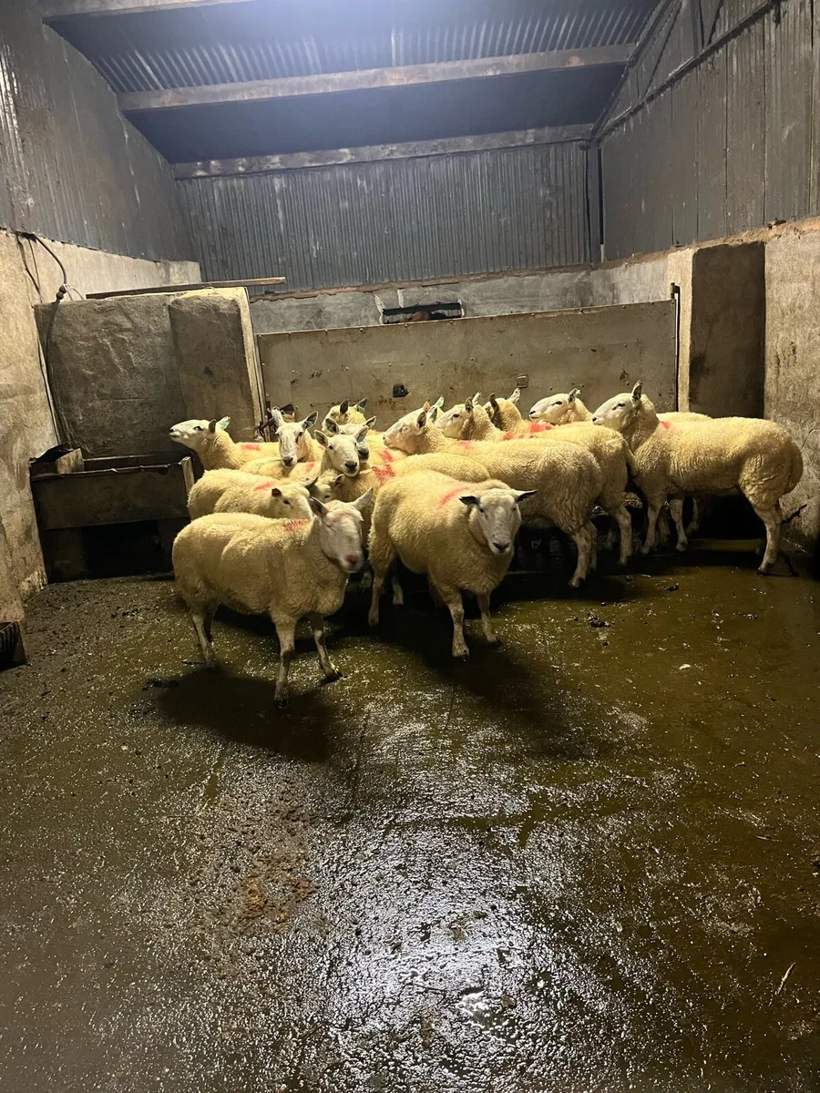 💥15 Cheviot breeding ewes 💥 - Image 3