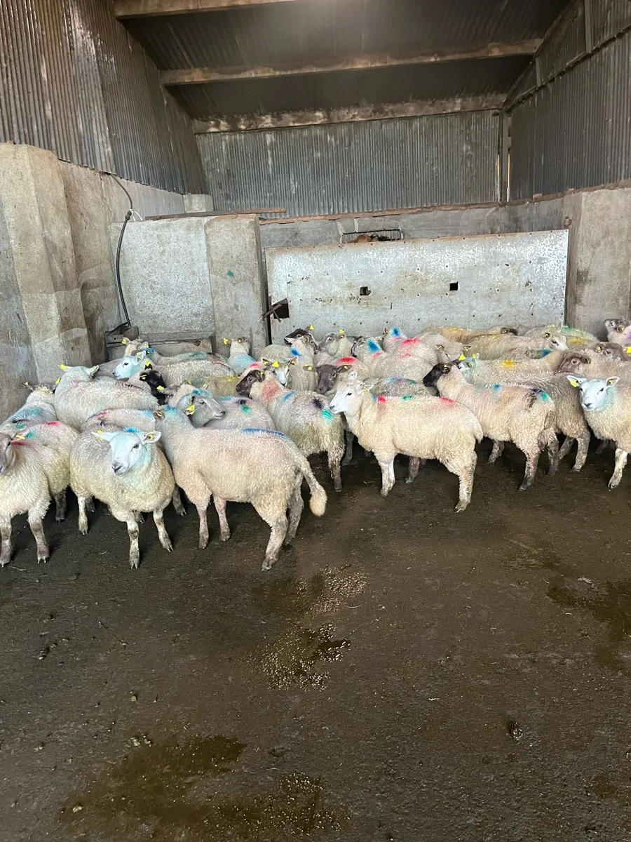 ⚡️⚡️Cattle too dear ??⚡️⚡️ - Image 2