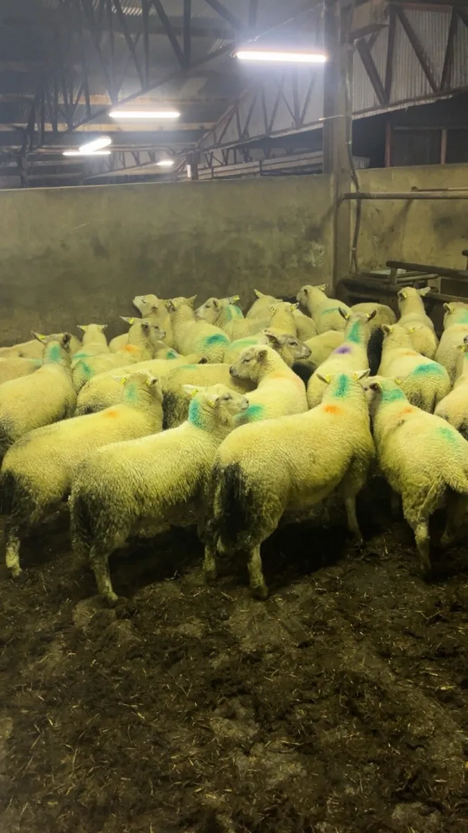 ⚡️⚡️Cattle too dear ??⚡️⚡️ - Image 4