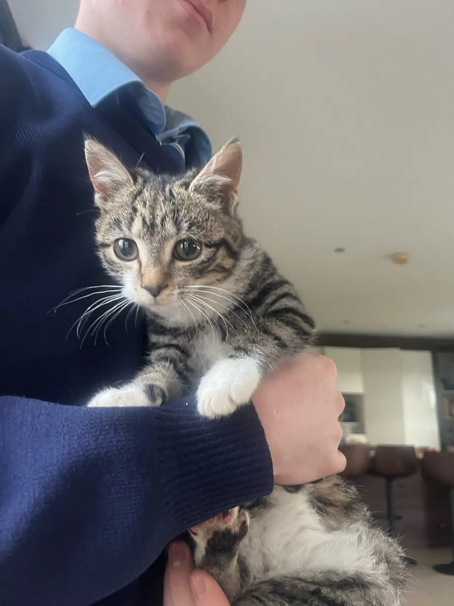 Cute kittens for sale - Image 1