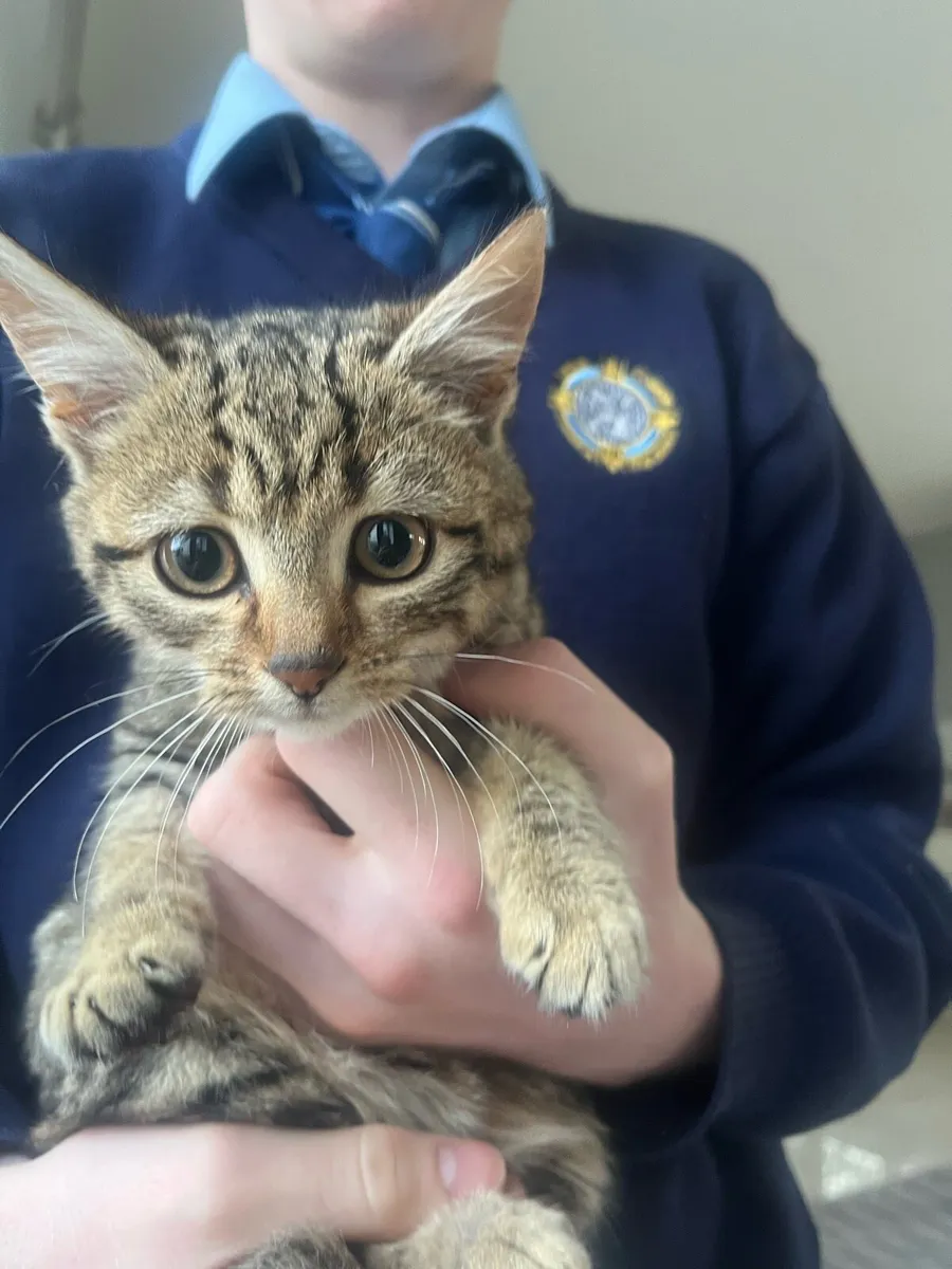 Cute kittens for sale - Image 2