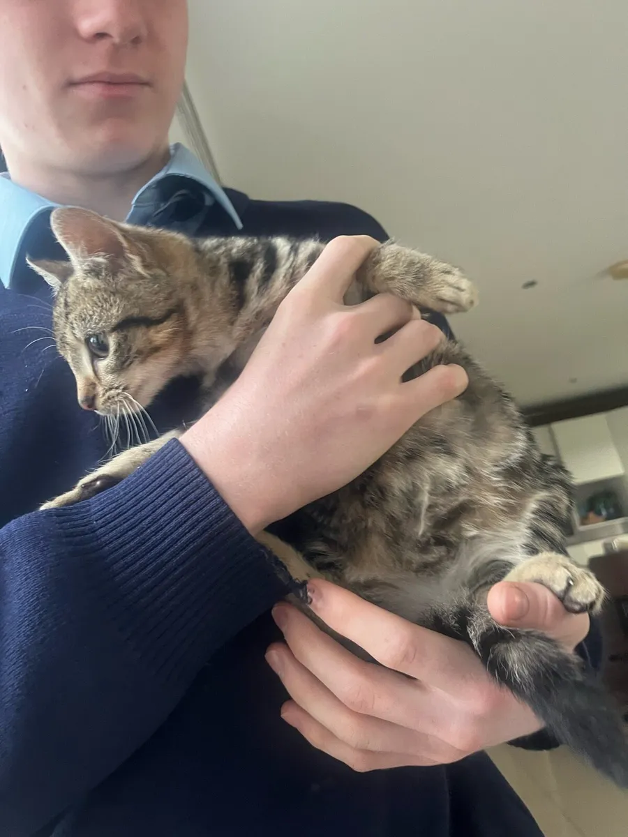 Cute kittens for sale - Image 3