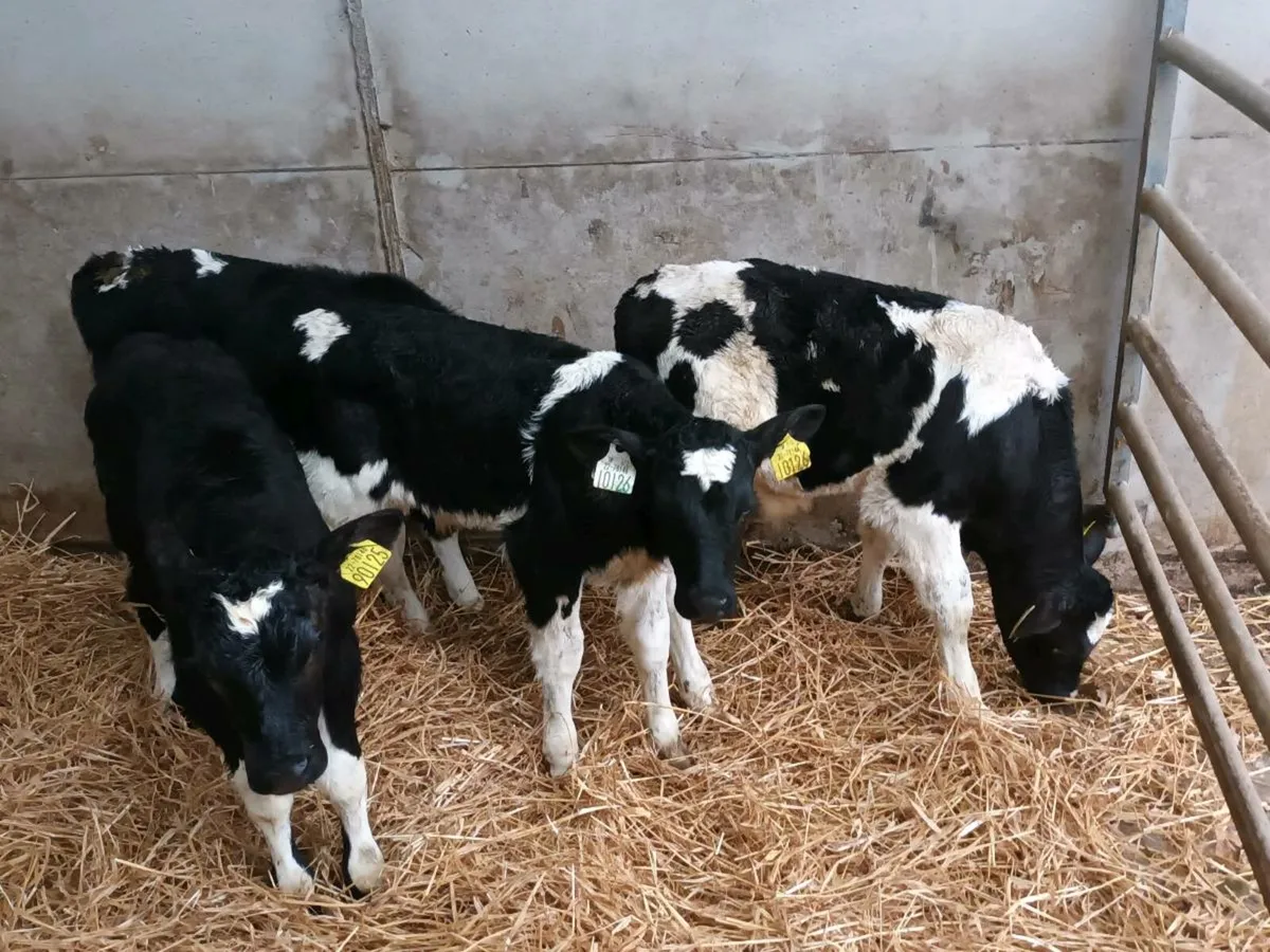 12 FRIESEN BULL CALVES FOR SALE - Image 1