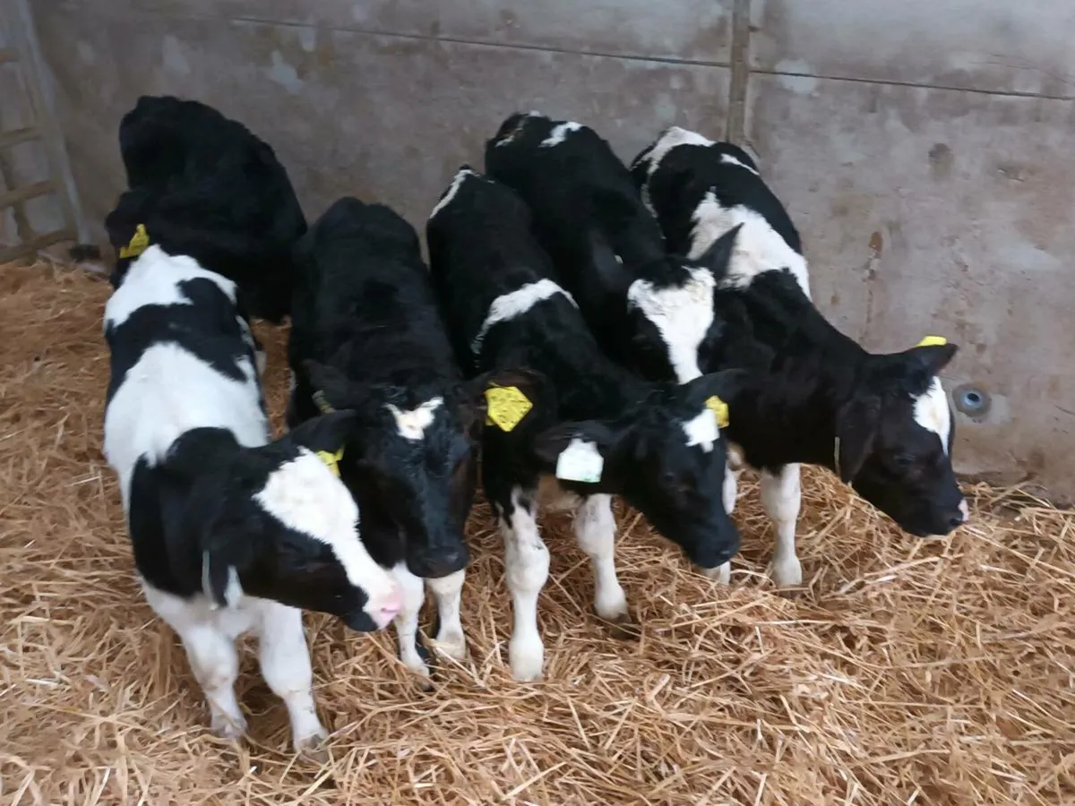 12 FRIESEN BULL CALVES FOR SALE - Image 2