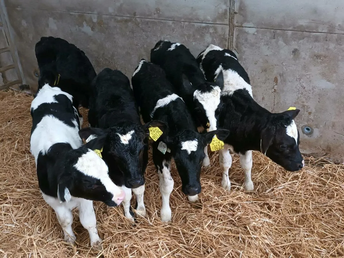 12 FRIESEN BULL CALVES FOR SALE - Image 3