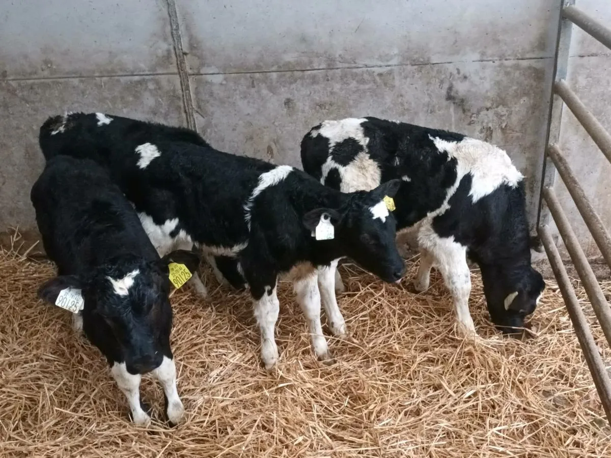 12 FRIESEN BULL CALVES FOR SALE - Image 4