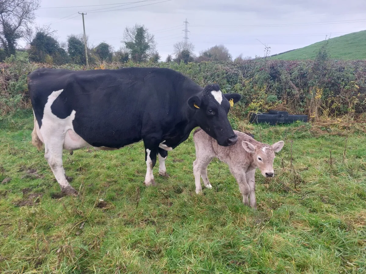 Friesan cow and charolais calf