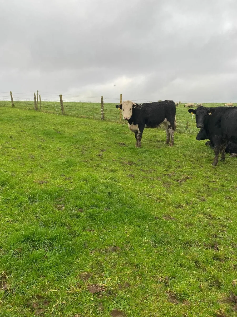 Store Heifers - Image 2