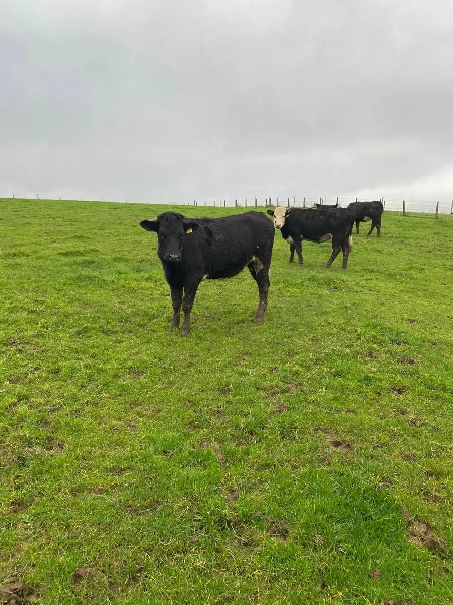 Store Heifers - Image 3