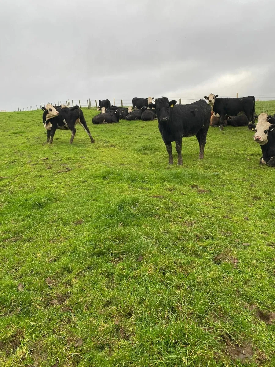 Store Heifers - Image 1