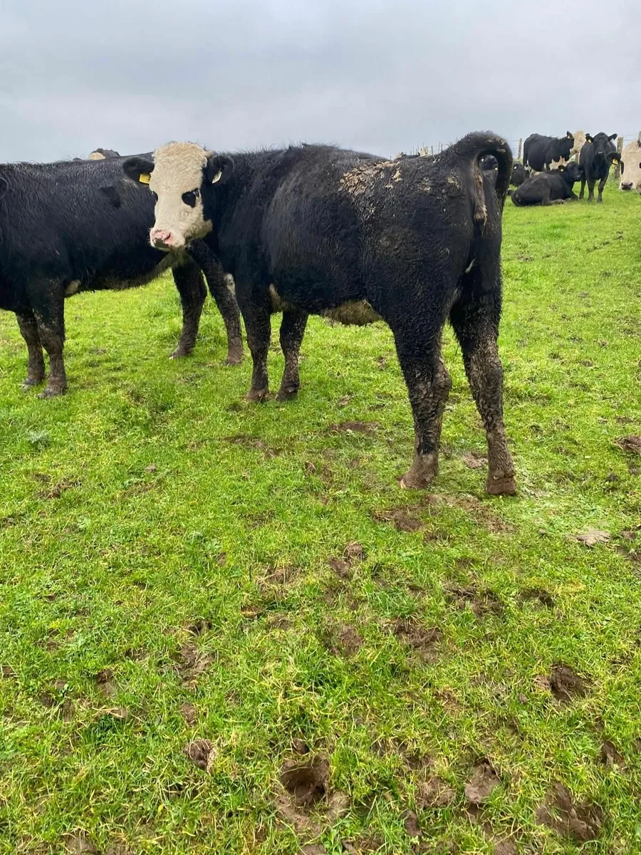 Store Heifers - Image 4