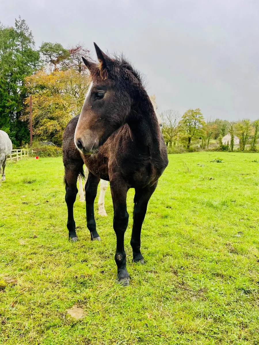 Heigh Ho Dubh Colt Foal - Image 1