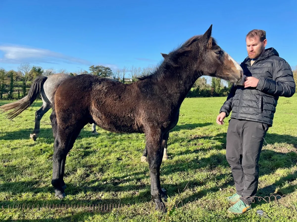 Heigh Ho Dubh Colt Foal - Image 2