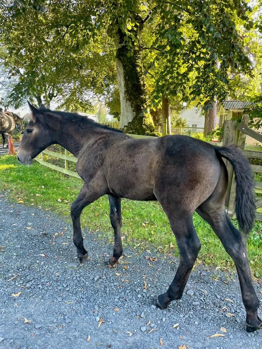 Heigh Ho Dubh Colt Foal - Image 3