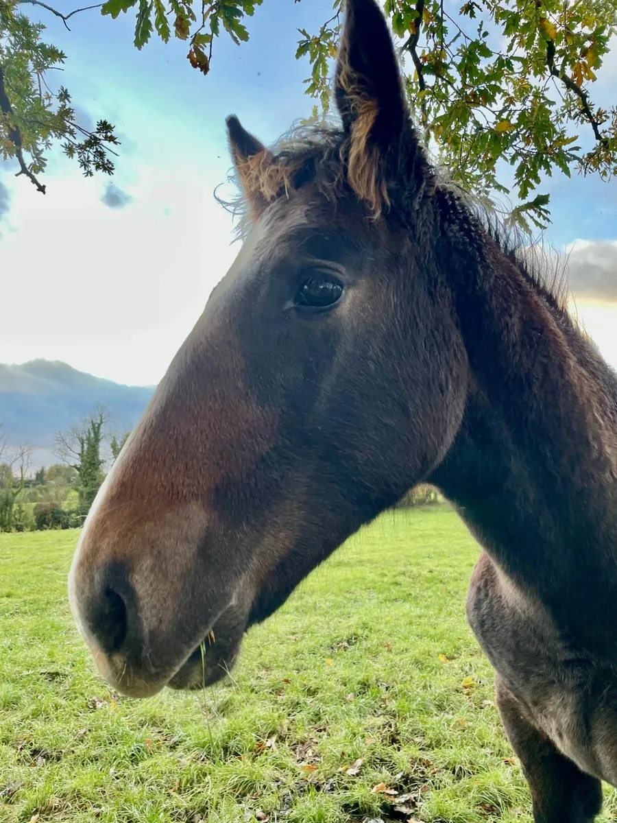 Heigh Ho Dubh Colt Foal - Image 4