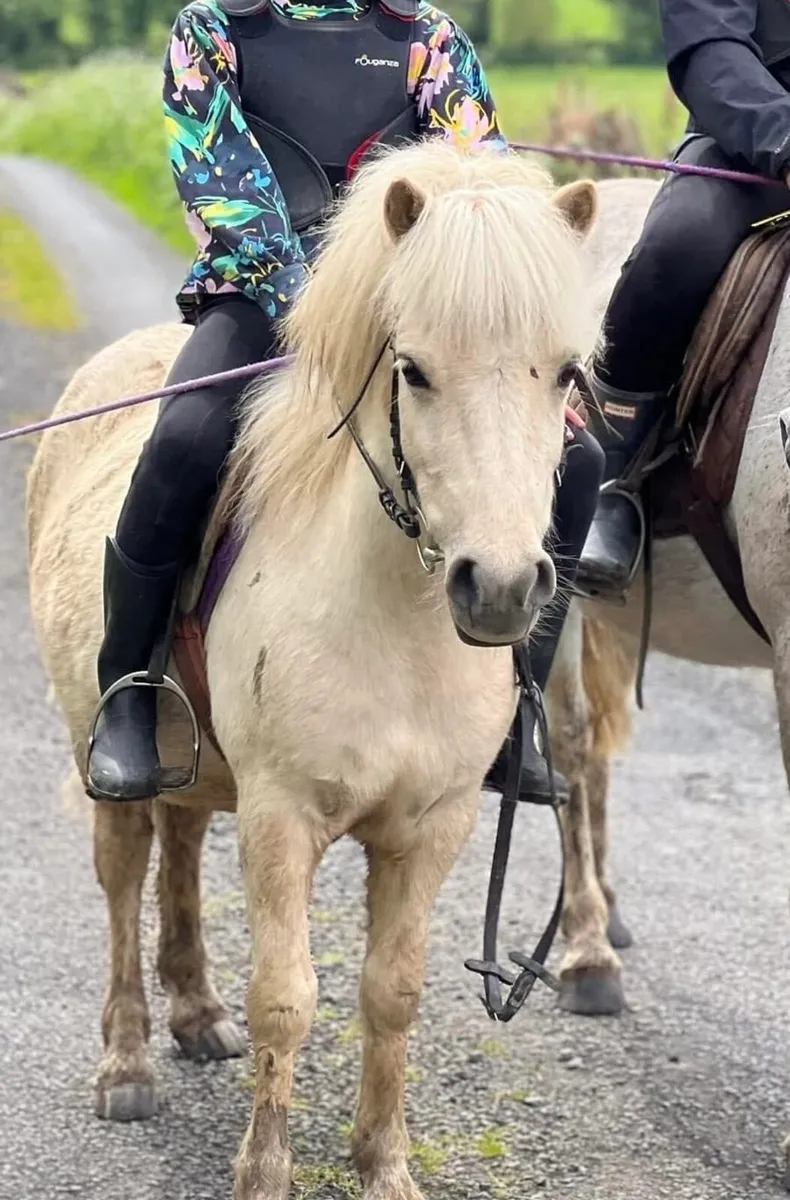 Palomino mare 6 yo approx 11h - Image 2