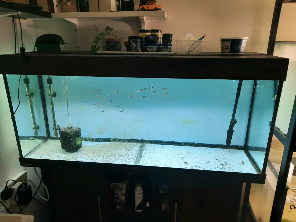 Fish tank 240 Liters plus 125 liters - Image 1