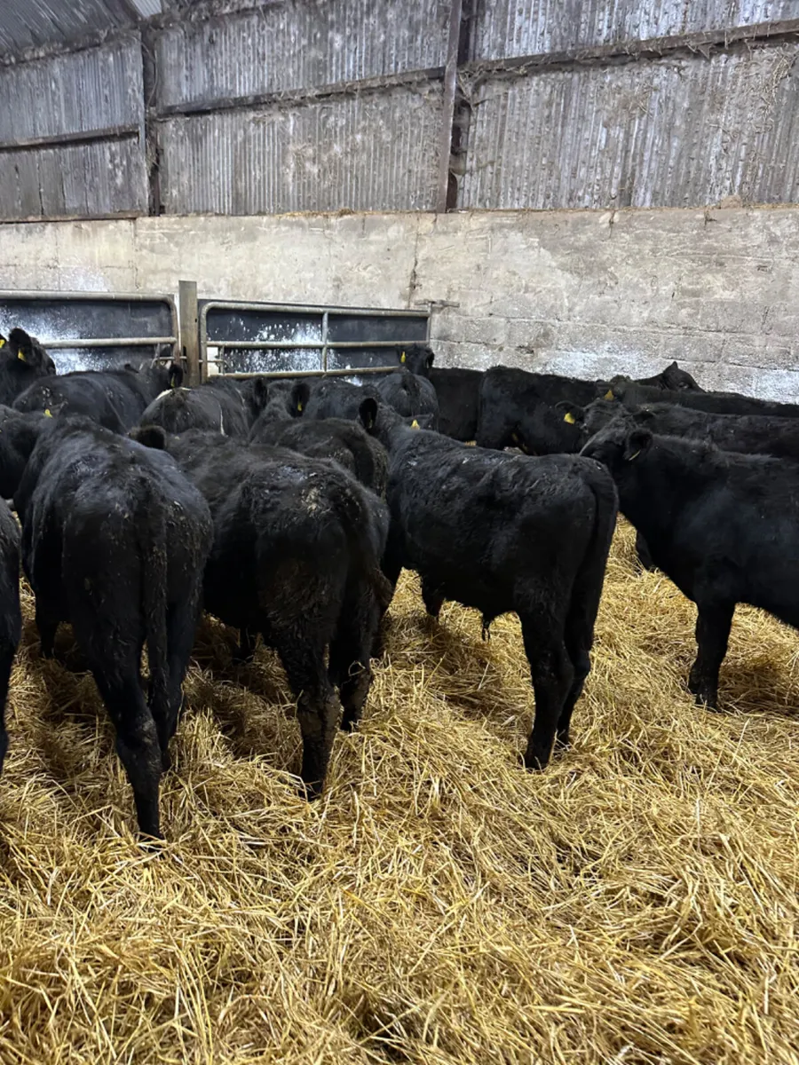 Angus bulls - Image 3