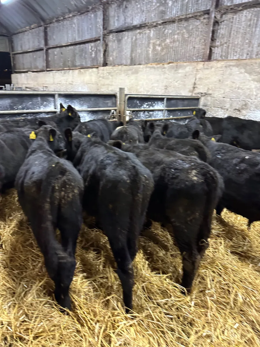 Angus bulls - Image 4