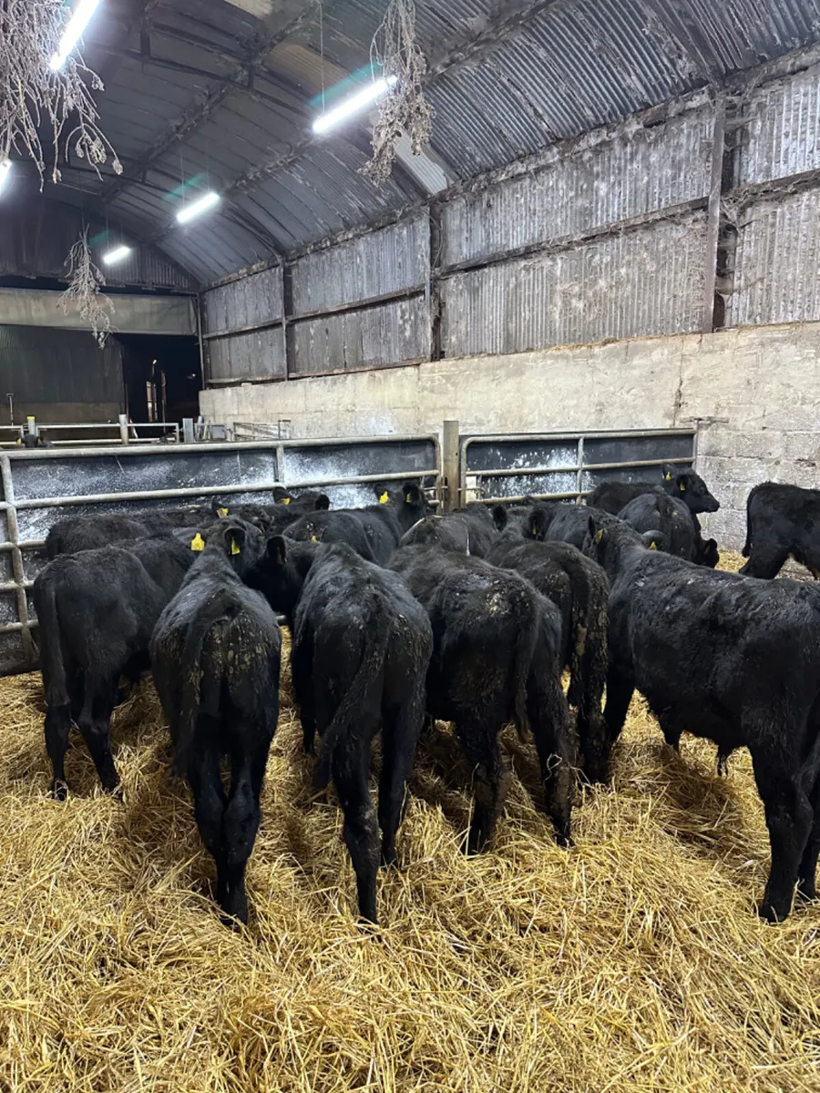 Angus bulls - Image 1